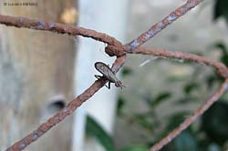 Coremacera marginata