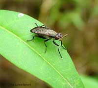 Coremacera marginata