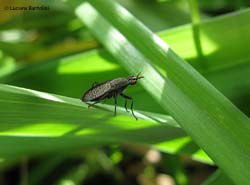 Coremacera marginata