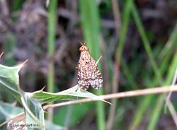 Euthycera chaerophylli femmina