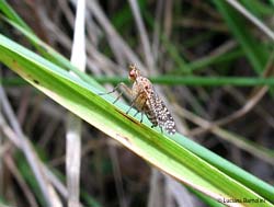 Euthycera chaerophylli femmina