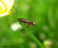 Euthycera fumigata
