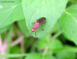 Tetanocera cf. ferruginea (?)