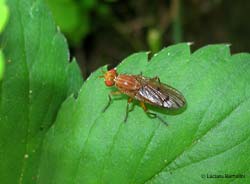 Tetanocera sp.
