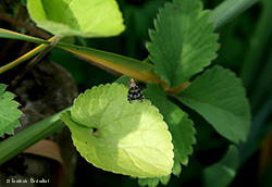 Trypetoptera punctulata