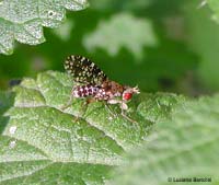 Trypetoptera punctulata un dittero dalle ali ricamate