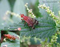 Trypetoptera punctulata