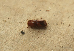 Ips sexdentatus coleottero scoliidae