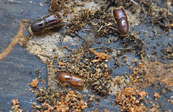 Ips sexdentatus