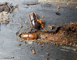 Coleottero scoliidae