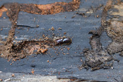 scoliidae Ips sexdentatus 