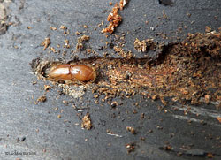 Coleottero scoliidae