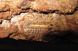 gallerie realizzate dallo scoliidae