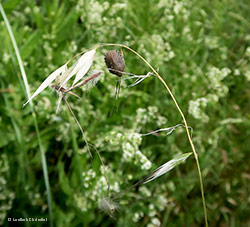 Eurygaster maura Eurygaster maura