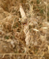 Eurygaster maura Eurygaster maura