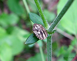 Eurygaster testudinaria Eurygaster testudinaria