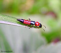 Stafillide Paederus riparius