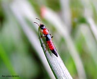 Stafillide colorato Paederus riparius