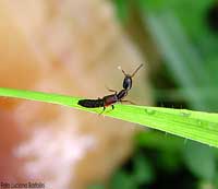 Piccolo Staphylinidae Xantholinus linearis