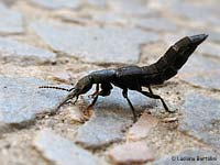 Ocypus olens