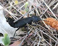 Ocypus olens