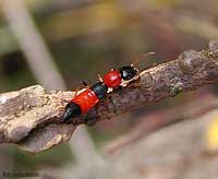 Staphylinidae colorata - Paederus riparius