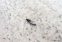 Staphylinidae Philonthus sp.
