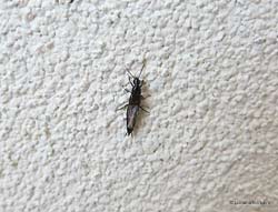 Staphylinidae Philonthus sp.