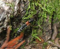 Platydracus stercorarius
