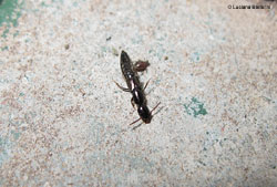 Staphylinidae nero Genere Tasgius