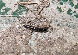 Tasgius sp. uno staphylinidae tutto nero