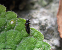 Anotylus rugosus