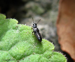 Anotylus rugosus