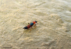 Paederus riparius