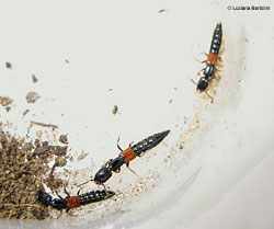 Gauropterus fulgidus