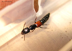 Gauropterus fulgidus