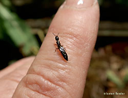 Piccolo Staphylinidae Xantholinus linearis