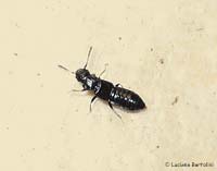 piccolo staphylinidae Anotylus