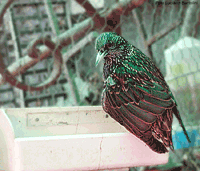 Sturnus vulgaris