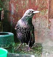 Sturnus vulgaris