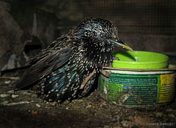Sturnus vulgaris
