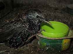 Sturnus vulgaris