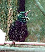 Sturnus vulgaris che canta