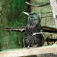 Sturnus vulgaris