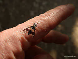 Tabanide Chrysops caecutiens
