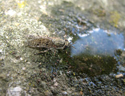 Haematopota sp.