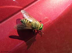 Philipomyia aprica