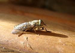 Tabanus sp.(glaucopis ?)