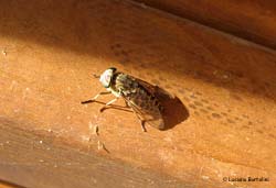 Tabanus sp. (glaucopis ?)