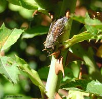 Tabanus autumnalis